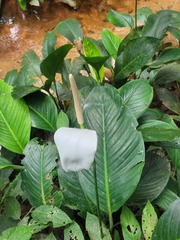 Spathiphyllum