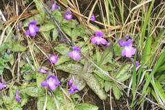 Pinguicula poldinii