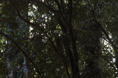 Enicognathus ferrugineus