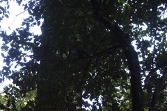 Enicognathus ferrugineus