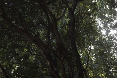 Enicognathus ferrugineus