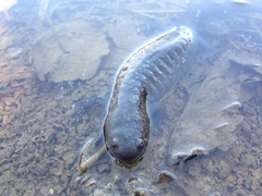 Ambystoma barbouri