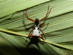 Micrathena schreibersi