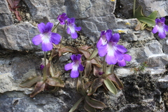 Pinguicula poldinii
