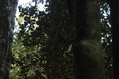 Enicognathus ferrugineus
