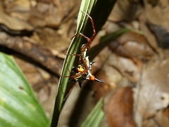 Micrathena schreibersi