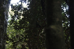 Enicognathus ferrugineus
