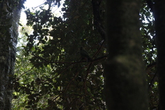 Enicognathus ferrugineus