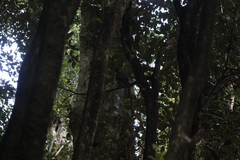 Enicognathus ferrugineus