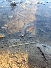 Ambystoma barbouri