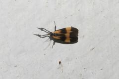 Lycomorphodes