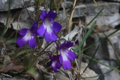 Pinguicula poldinii