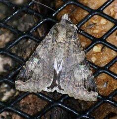 Melipotis famelica