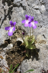 Pinguicula poldinii