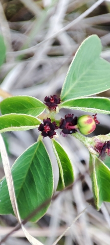 Euphorbia haematantha
