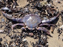 Charybdis japonica
