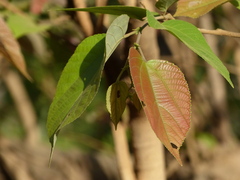 Grewia tiliifolia