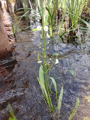 Sagittaria