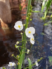Sagittaria