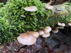 Scytinotus longinquus