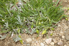 Stenotus armerioides