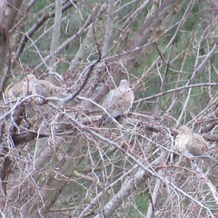 Zenaida macroura carolinensis