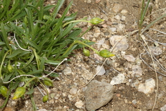 Stenotus armerioides