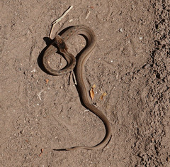 Dryophylax hypoconia