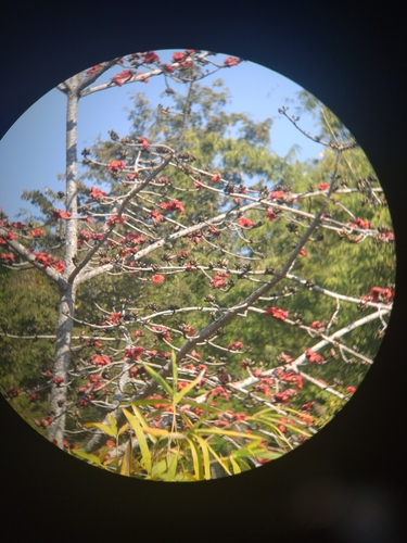 Bombax ceiba