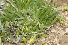 Stenotus armerioides