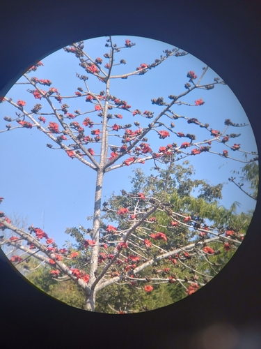 Bombax ceiba