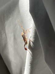 Leptoglossus chilensis