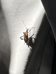 Leptoglossus chilensis