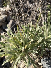 Pseudognaphalium leucocephalum