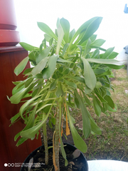 Aeonium urbicum