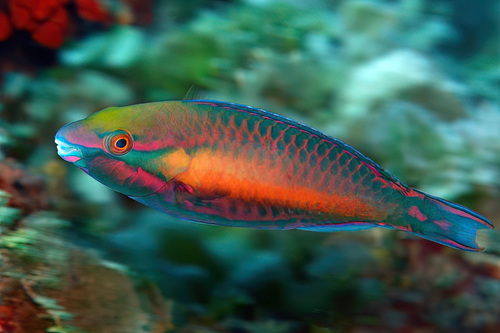 Brownbanded parrotfish (Scarus fuscocaudalis) — Scaridae — 2