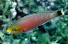 Scarus fuscocaudalis