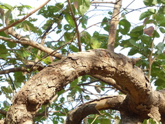 Grewia tiliifolia