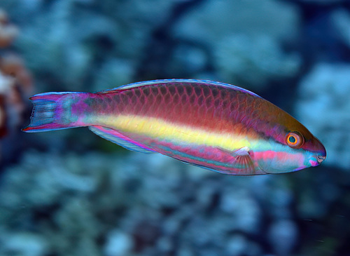 Brownbanded parrotfish (Scarus fuscocaudalis) — Scaridae