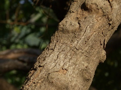 Grewia tiliifolia