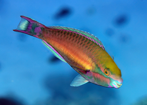 Brownbanded parrotfish (Scarus fuscocaudalis) — Scaridae — 3