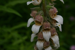Digitalis lanata