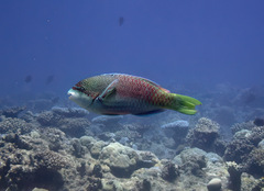 Scarus globiceps