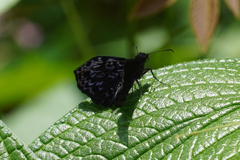 Cycloglypha thrasibulus