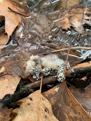 Lithobates sylvaticus