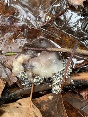 Lithobates sylvaticus