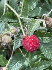 Rubus rosifolius