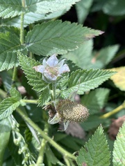 Rubus rosifolius