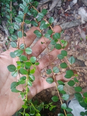 Oplonia spinosa