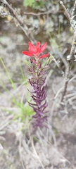 Castilleja arvensis arvensis